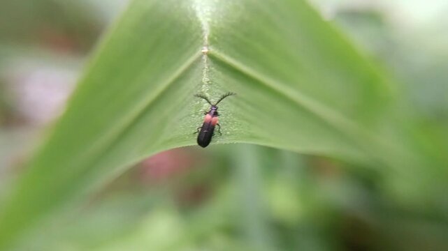 macro soldier beetle (cantharis) on a leaf with a blurry background, adult hunts other insects, often waiting on flowers for potential prey to arrive. The larvae hunt snails and worms