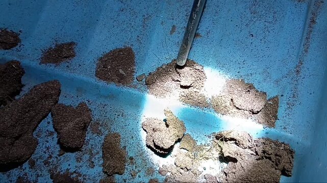 Termites are Terrible in House