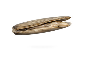 Fototapeta premium Open Razor Clam with Meat on a transparent background, seafood delicacy