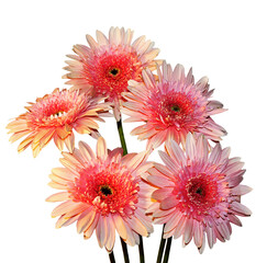 Bright pink flowers display arrangement with long green stems captured on a white background