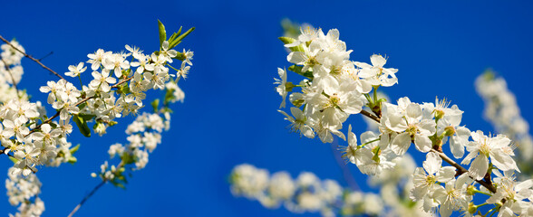 Spring flowers bloom on branches under a clear blue sky in a garden during midday light in a typical suburban area