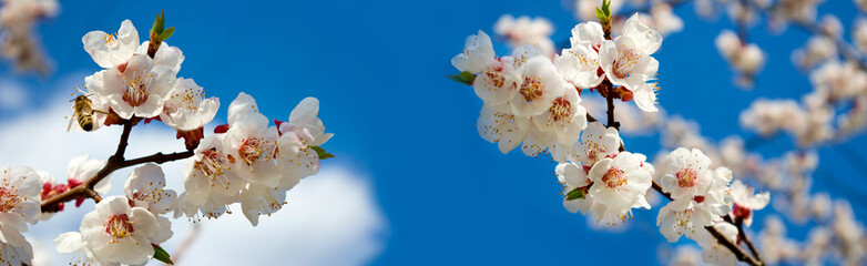 Cherry blossoms bloom under a clear blue sky in springtime by a quiet park pathway in the afternoon sunlight