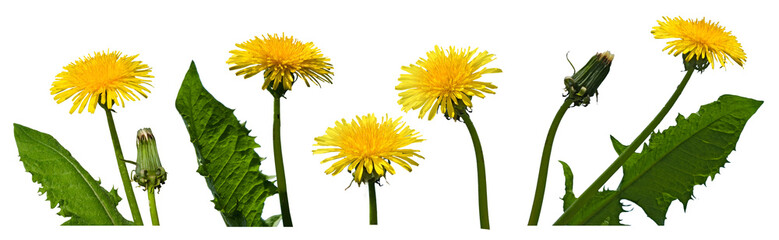Dandelions growing in stages from bud to full bloom in a garden setting during the spring season