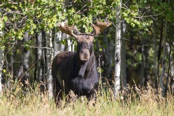 Bull Moose During the Rut in Grand Teton National Park Wyoming in Autumn