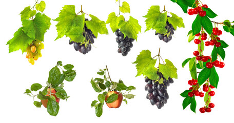 Different types of grapes and cherries growing on branches with green leaves in a simple setting