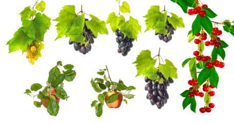 Different types of grapes and cherries growing on branches with green leaves in a simple setting