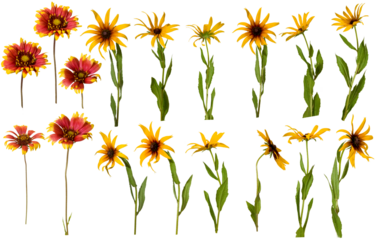 Collection of flowers with red and yellow petals arranged in a pattern on a white background