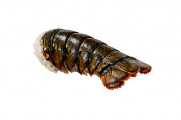 Lobster tail seafood shell food on transparent background fresh meat