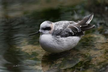 Red-necked Phalarope, Phalaropus lobatus, in a relaxed state