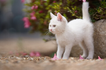 5月、すくすく育つ白い仔猫