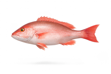 Red Snapper Fish Isolated with transparent background studio shot photo