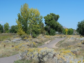 Autumn Rubber Rabbitbrush Bloom Along Prairie Trail in Colorado