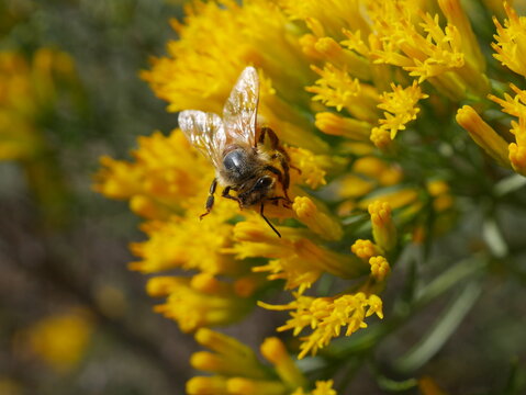 Honey Bee Pollinating Rubber Rabbitbrush Flower in Early Autumn, Colorado