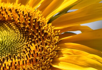 Sunflower macro detail with natural spiral pattern and yellow petals
