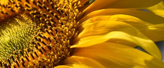 Sunflower Detail with Yellow Petals and Spiral Seed Pattern © Samantha Peacocke