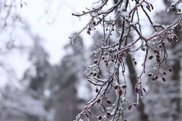 Tree branches with small cone-shaped formations covered with a thick layer of transparent ice. Nature in winter, details. Frozen forest, phenomenon of freezing rain. Details of frozen vegetation