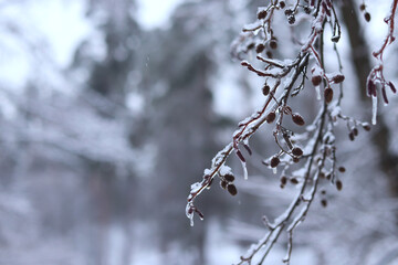 Obraz premium Tree branches with small cone-shaped formations covered with a thick layer of transparent ice. Nature in winter, details. Frozen forest, phenomenon of freezing rain. Details of frozen vegetation