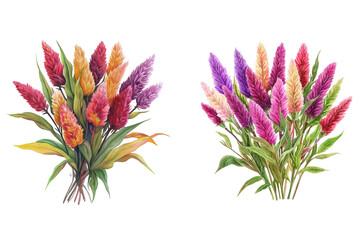 Celosia Bouquet Watercolor Vector Illustration Isolated on Transparent Background. 