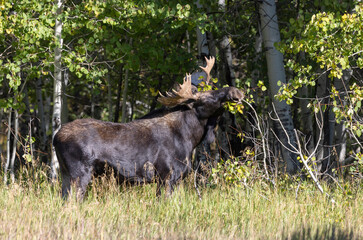 Bull Moose During the Rut in Grand Teton National Park Wyoming in Autumn