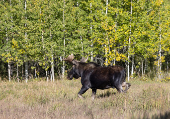 Bull Moose During the Rut in Grand Teton National Park Wyoming in Autumn