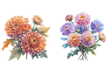 Chrysanthemum Bouquet Watercolor Illustration Vector Isolated on Transparent Background. Elegant Chrysanthemum Flowers Bouquet PNG.