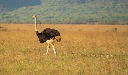 A large flightless ostrich with a long neck and white feathers stands in the wild grass of the safari park savannah, showcasing the unique head and beak of this impressive wildlife bird © monwarul