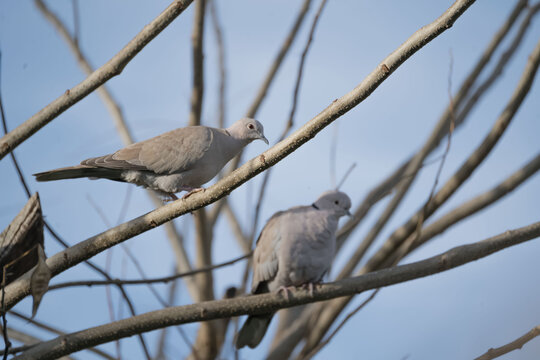 Deux tourterelles sur une branche en macrophotographie &agrave; mise au point s&eacute;lective