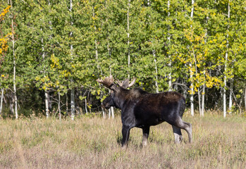 Bull Moose During the Rut in Grand Teton National Park Wyoming in Autumn