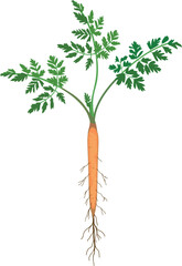 Carrot seedling with green leaves