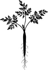 Black silhouette of carrot seedling