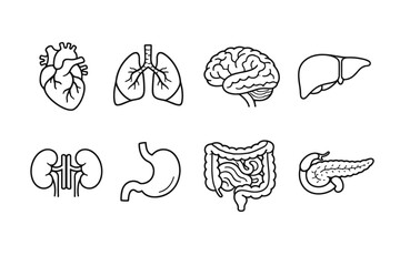 Collection of simplified line art icons representing human internal organs