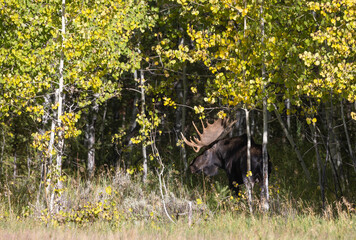 Bull Moose During the Rut in Grand Teton National Park Wyoming in Autumn