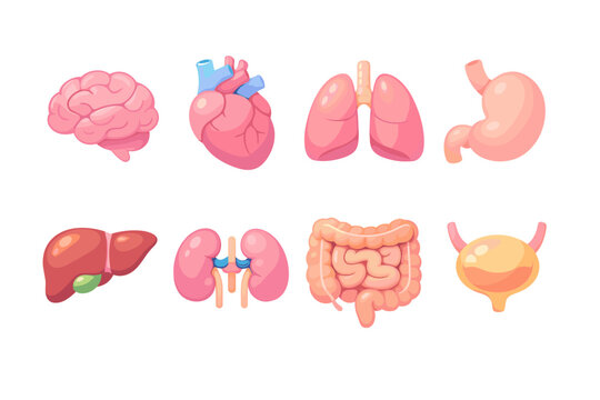 Collection of cartoon human internal organs for medical education and design