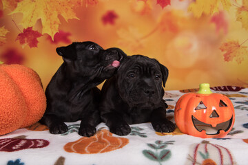 Two funny dogs with pumpkins. Happy Black pugs on Halloween in studio