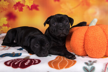 Two funny dogs with pumpkins. Happy Black pugs on Halloween in studio