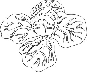 Coloring page with head of cabbage with leaves isolated on white background