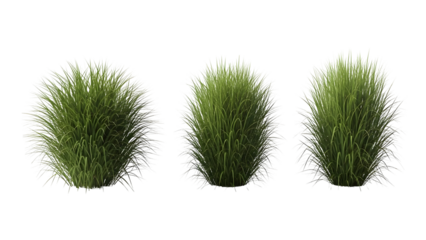 Three green grass tufts isolated on transparent background for design use
