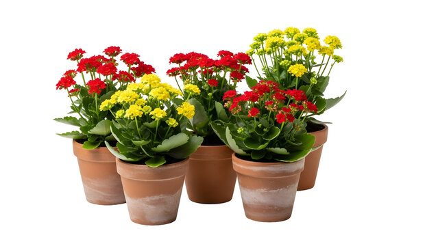 Four potted plants with red and yellow flowers isolated on transparent background