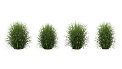 Four green grass tufts isolated on transparent background for design and decoration purposes
