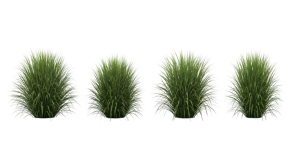 Four green grass tufts isolated on transparent background for design and decoration purposes