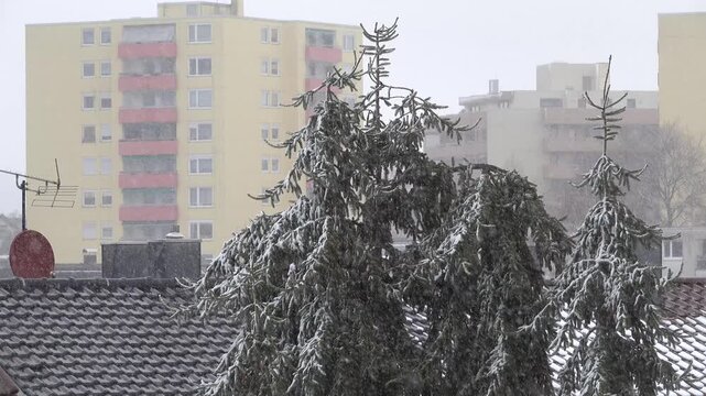 Starker Wind und Schneefall im Januar 2026 trifft auf eine Fichte vor Hochhausbl&ouml;cken in Pforzheim, Baden-Wuerttemberg, Deutschland