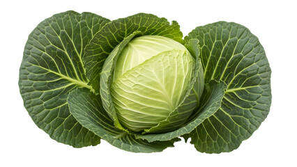 Cabbage with large green leaves isolated on transparent background