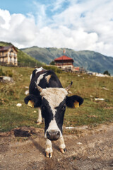 Fototapeta premium Cow standing on a dirt path in a rural farm setting with mountains and rustic buildings under a cloudy sky, a calm livestock scene in open countryside