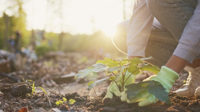 Close view of volunteer planting young tree sapling. Gloved hands pressing soil carefully. Person kneeling on ground. Supporting reforestation effort. Warm sunlight in forest area.