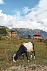 Fototapeta premium Cow grazing on green meadow with farmhouse and mountain landscape and pasture view