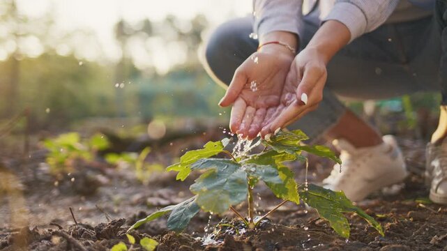 Close view of volunteer watering tree sapling. Hands pouring water gently. Person crouching on soil. Supporting reforestation project. Sunlight shining in forest area. Conservation concept.