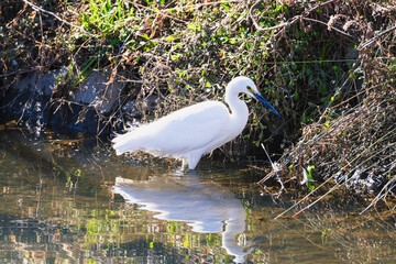 Little Egret hunting fish in shallow water with mirror reflection
