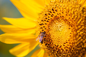 Bee is sitting on a yellow flower. The flower is in full bloom and has a bright, sunny appearance. The bee appears to be enjoying the warmth of the sun and the sweet nectar of the flower