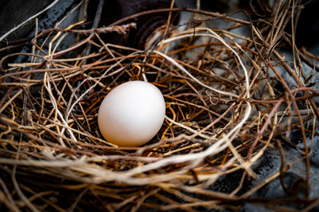 White egg is sitting in a nest made of twigs. The nest is small and made of dry twigs