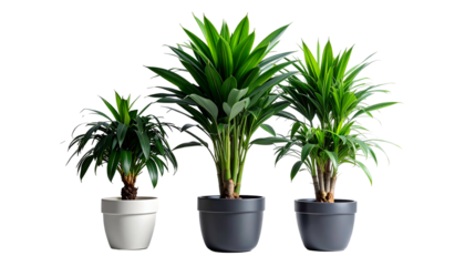 Three potted green plants of varying sizes on a dark background